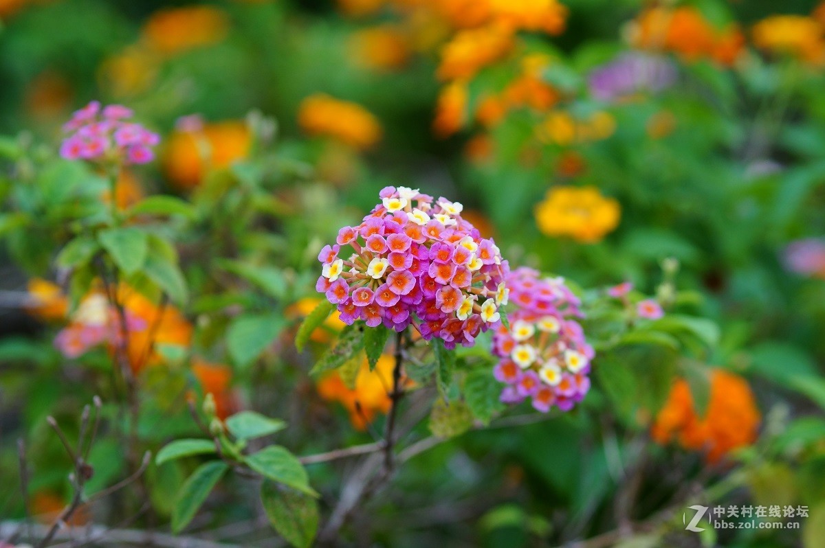 再发一点永诺85/1.8的照片给大家欣赏