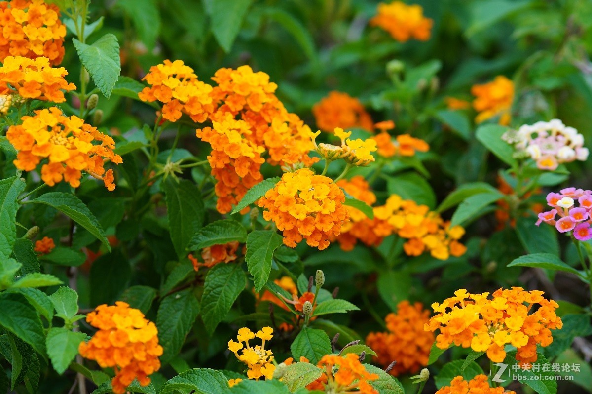 再发一点永诺85/1.8的照片给大家欣赏