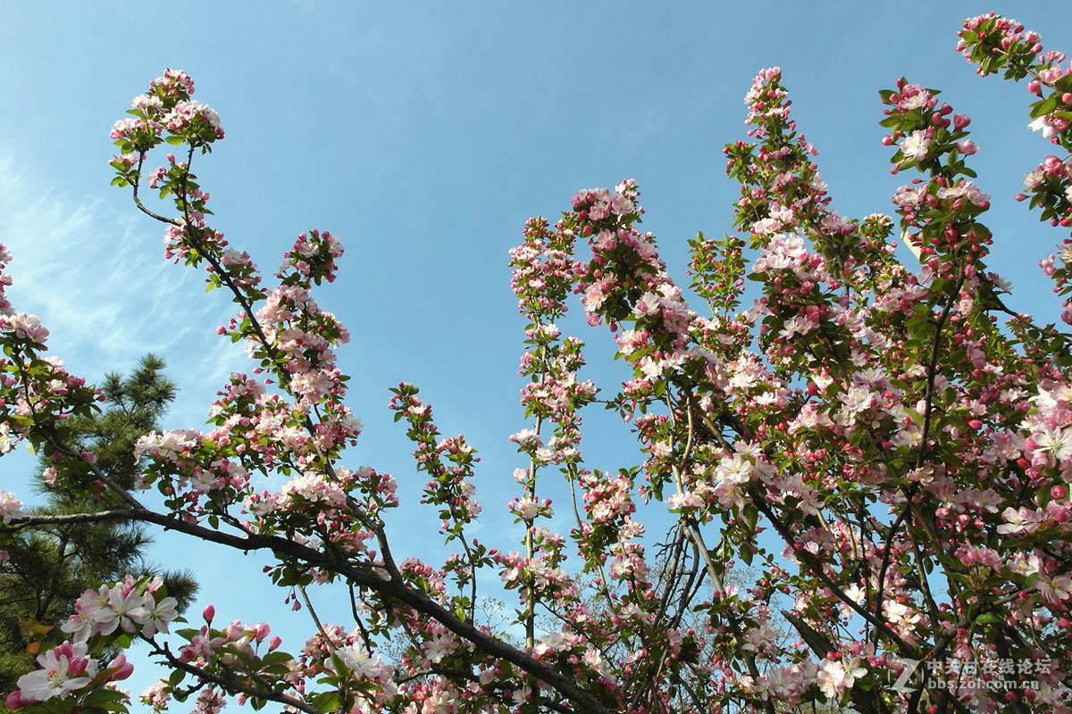 EX1-『春色惹人醉』123...12P