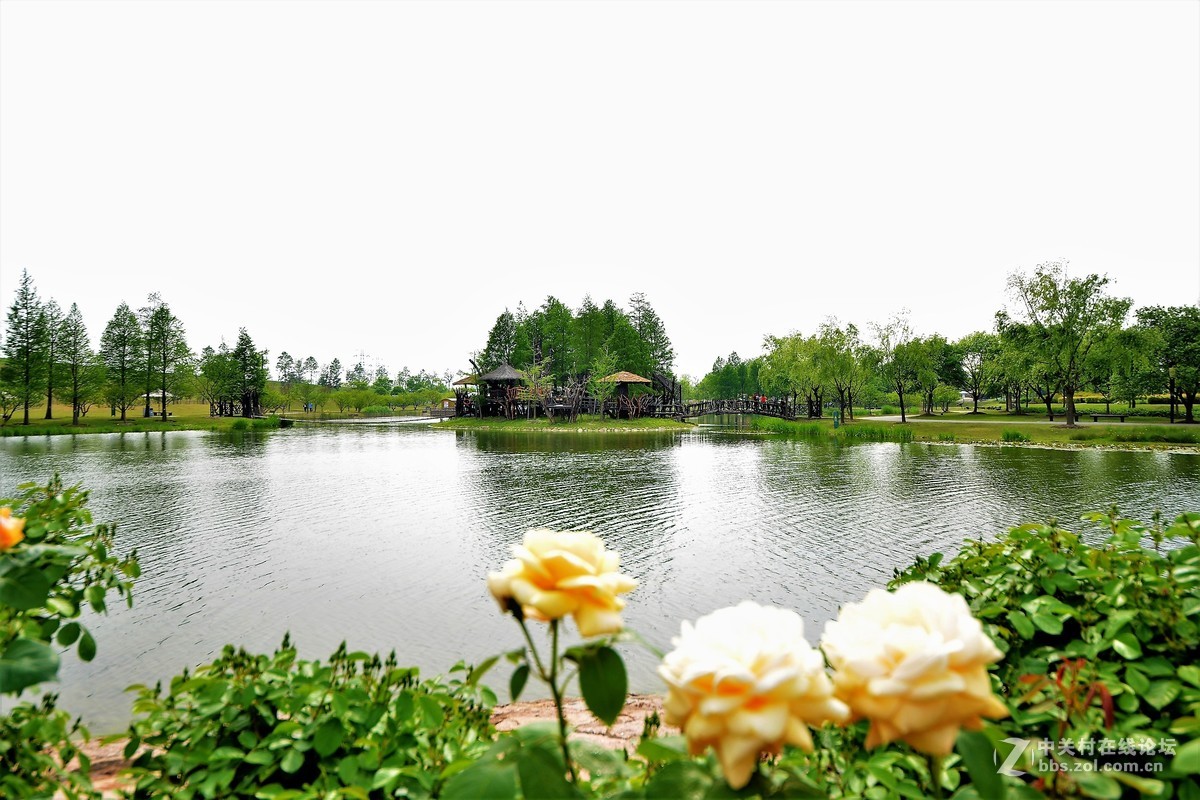 点缀春色 争芳斗妍（2017上海辰山植物园国际月季花展之一）