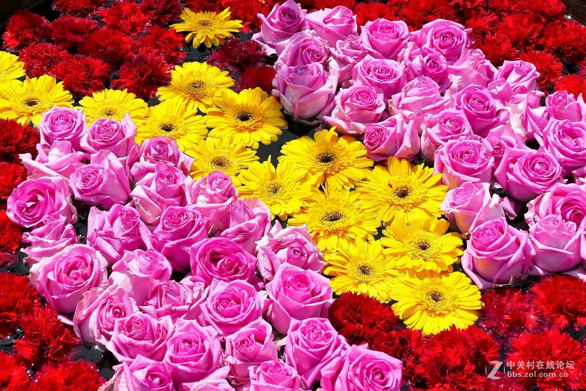 点缀春色 争芳斗妍（2017上海辰山植物园国际月季花展之一）