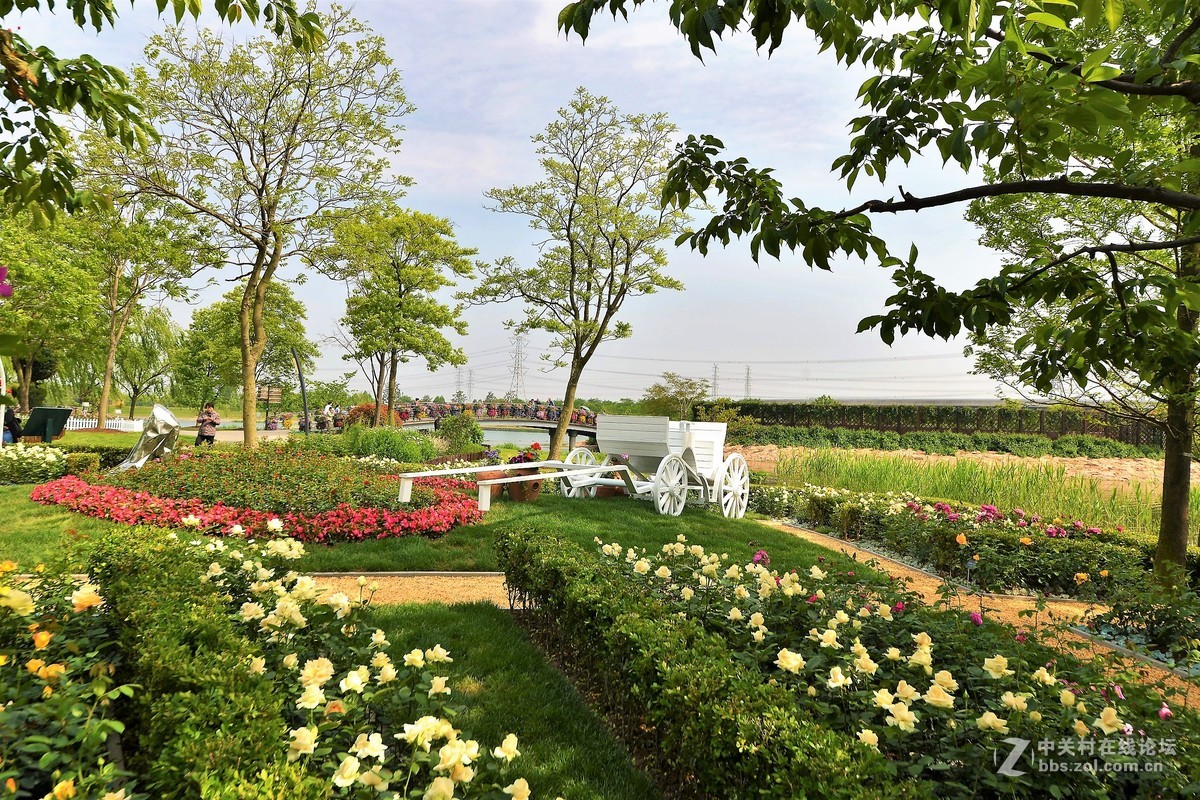 点缀春色 争芳斗妍（2017上海辰山植物园国际月季花展之一）