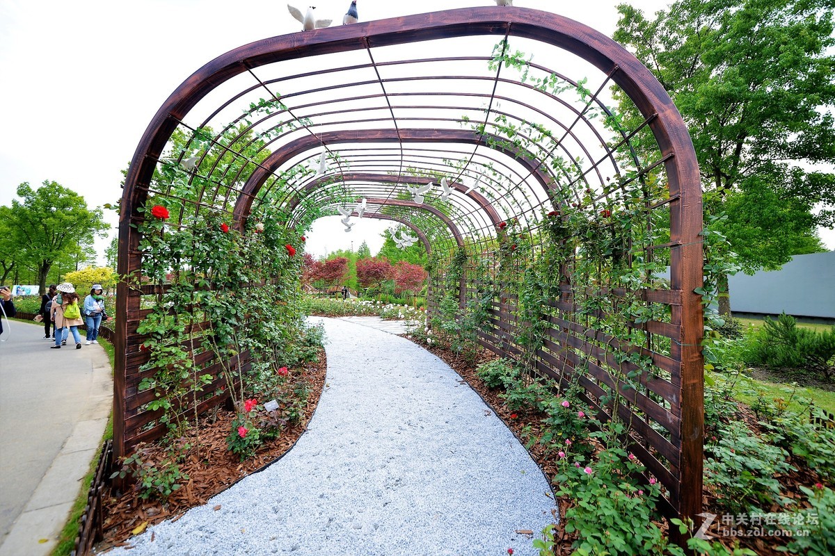 点缀春色 争芳斗妍（2017上海辰山植物园国际月季花展之一）