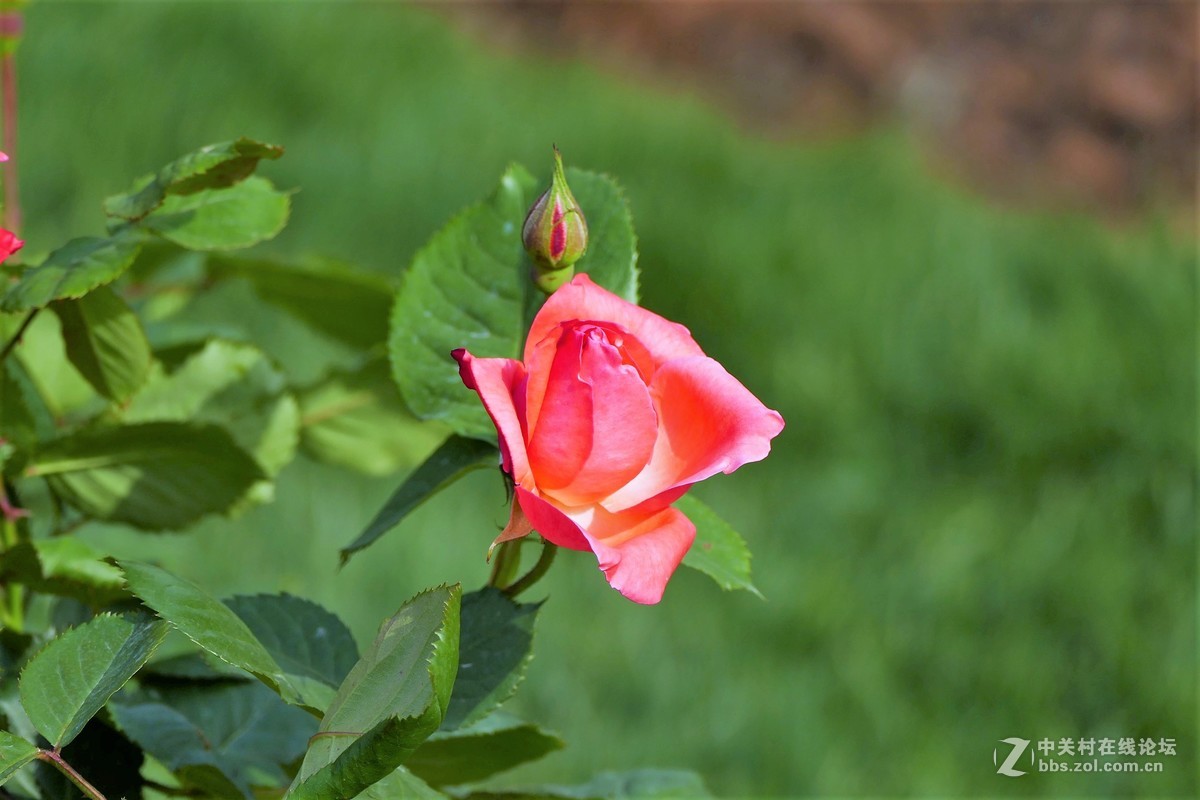 点缀春色 争芳斗妍（2017上海辰山植物园国际月季花展之一）