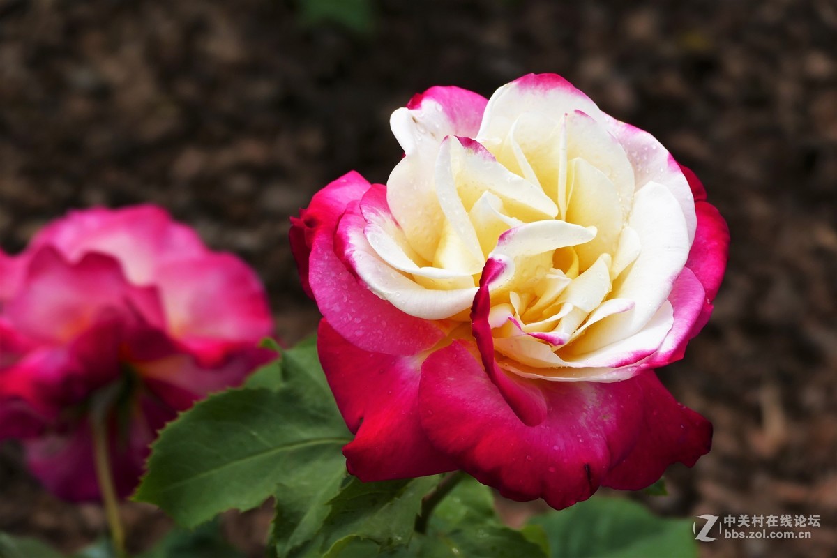 点缀春色 争芳斗妍（2017上海辰山植物园国际月季花展之一）