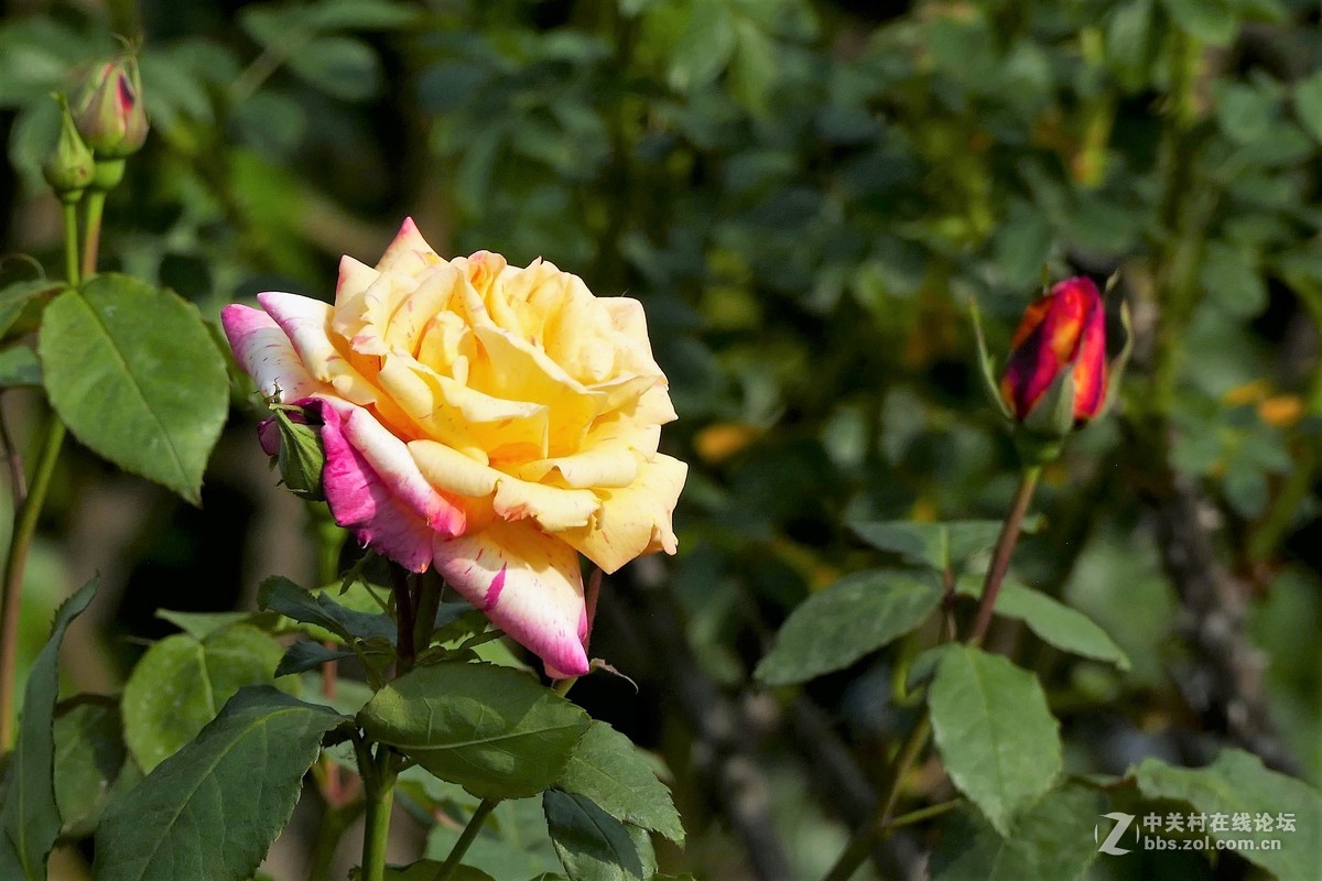 点缀春色 争芳斗妍（2017上海辰山植物园国际月季花展之一）