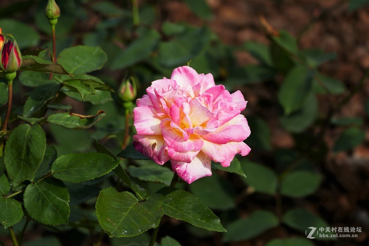 点缀春色 争芳斗妍（2017上海辰山植物园国际月季花展之一）