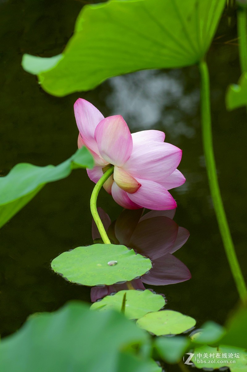 一朵留恋水面的荷花