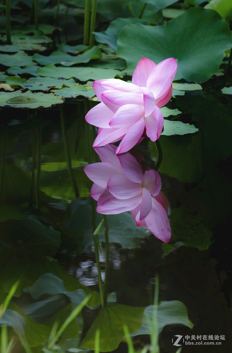 一朵留恋水面的荷花