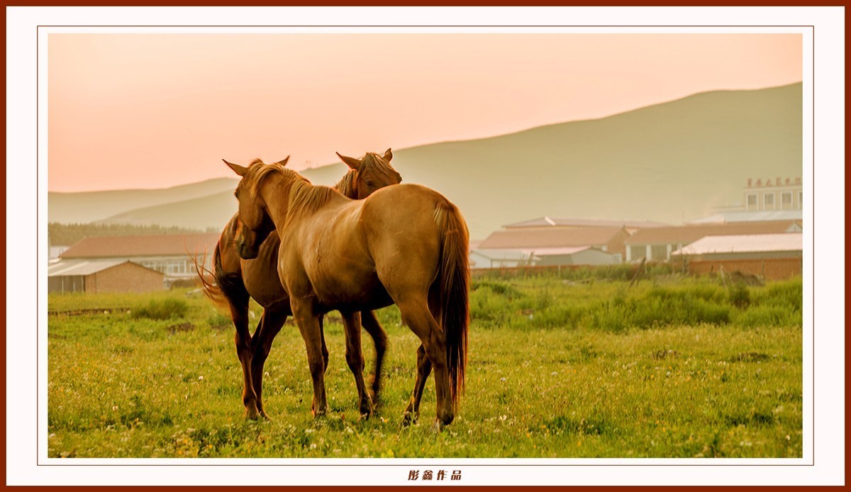坝上草原之夏悠闲自得的马儿3