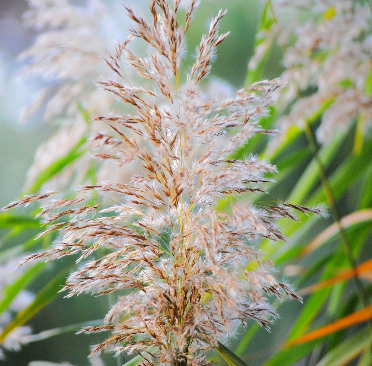 老机拍片；观湖光景色立觉神情气爽身心舒广！