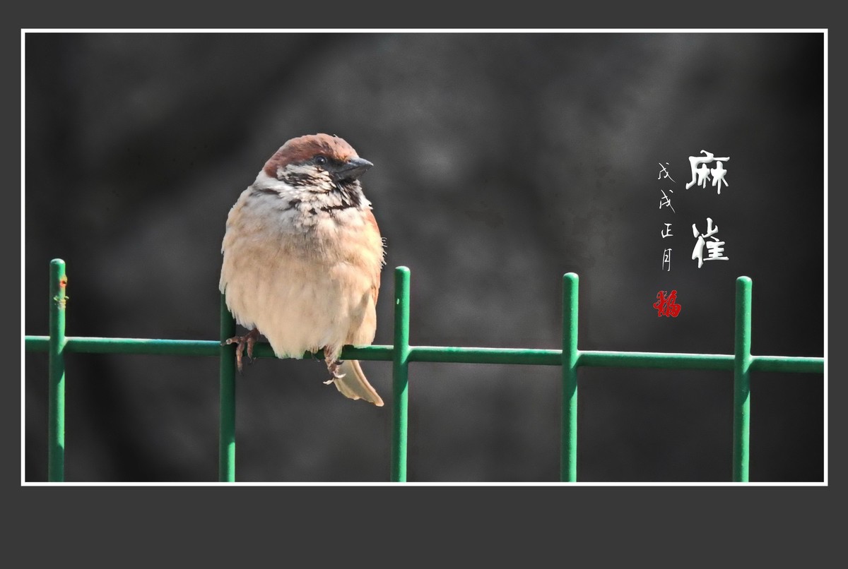 正月麻雀枝头闹