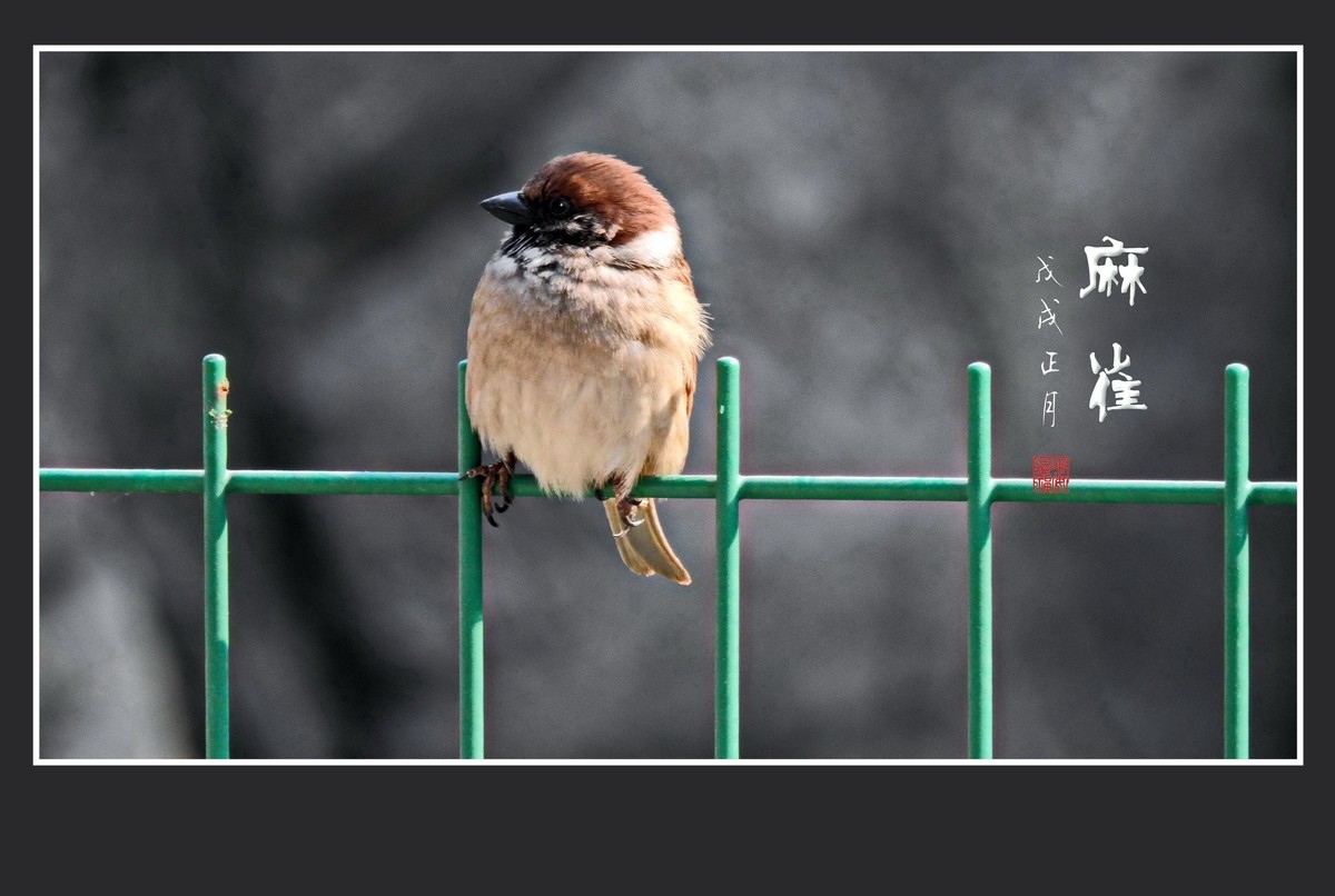 正月麻雀枝头闹