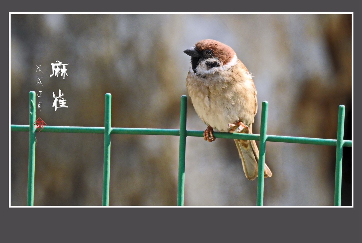 正月麻雀枝头闹