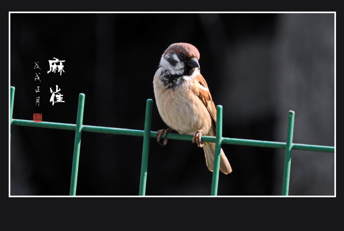 正月麻雀枝头闹