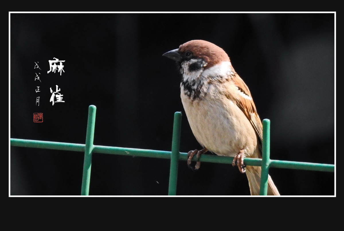 正月麻雀枝头闹