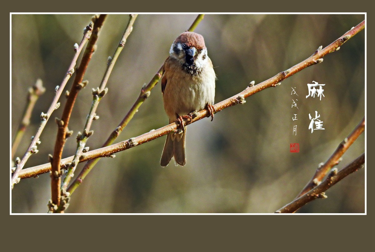 正月麻雀枝头闹