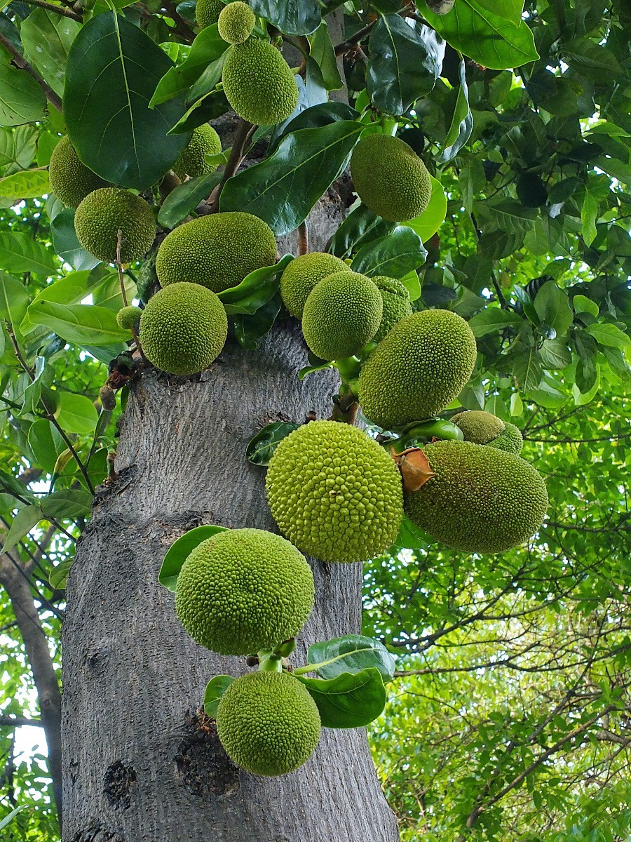 树上的果