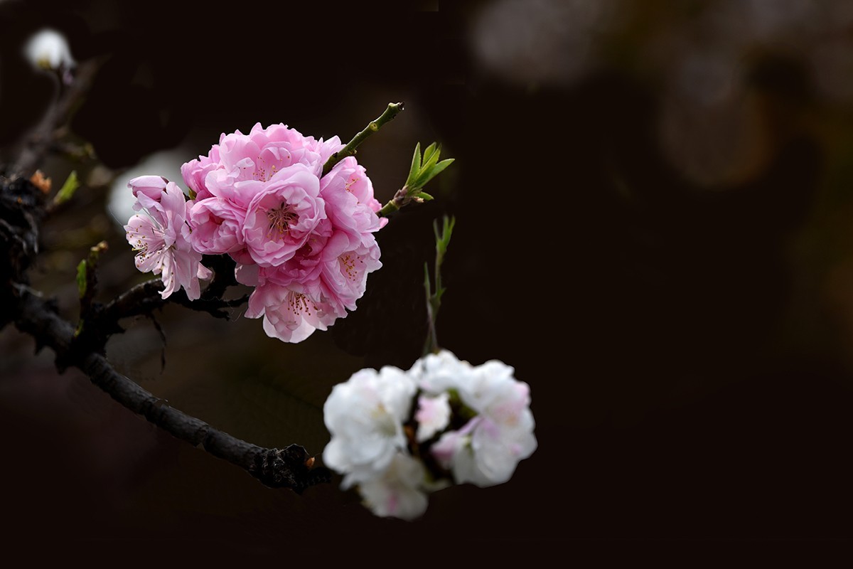 #版主坐堂#腾龙5-30星空(中国)2018年四月精品荟萃