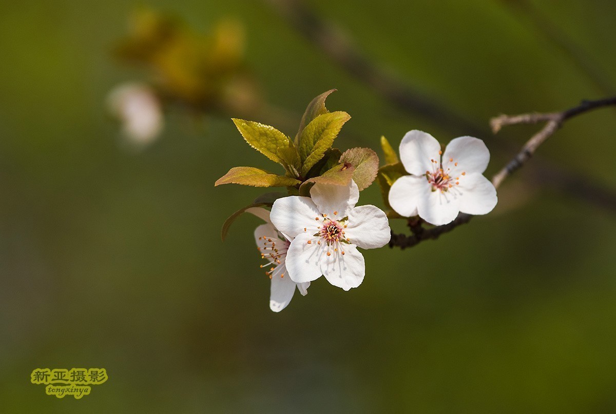 #版主坐堂#腾龙5-30星空(中国)2018年四月精品荟萃