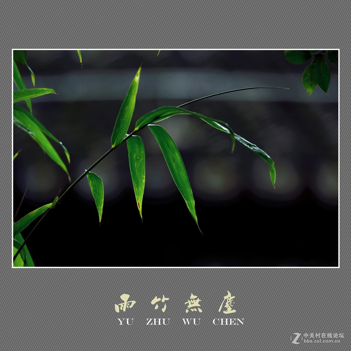 雨竹无尘 （尼康D800配300mm镜头）