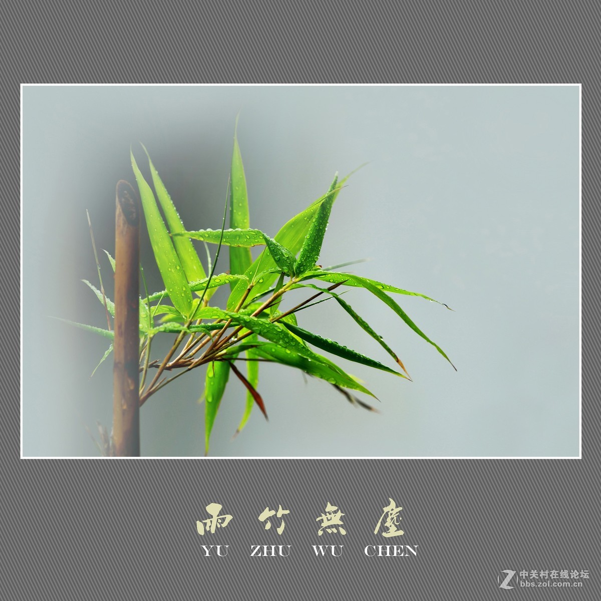 雨竹无尘 （尼康D800配300mm镜头）