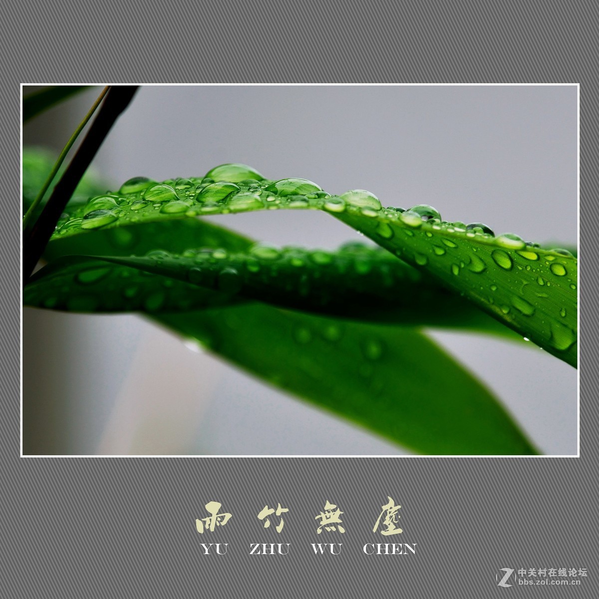 雨竹无尘 （尼康D800配300mm镜头）