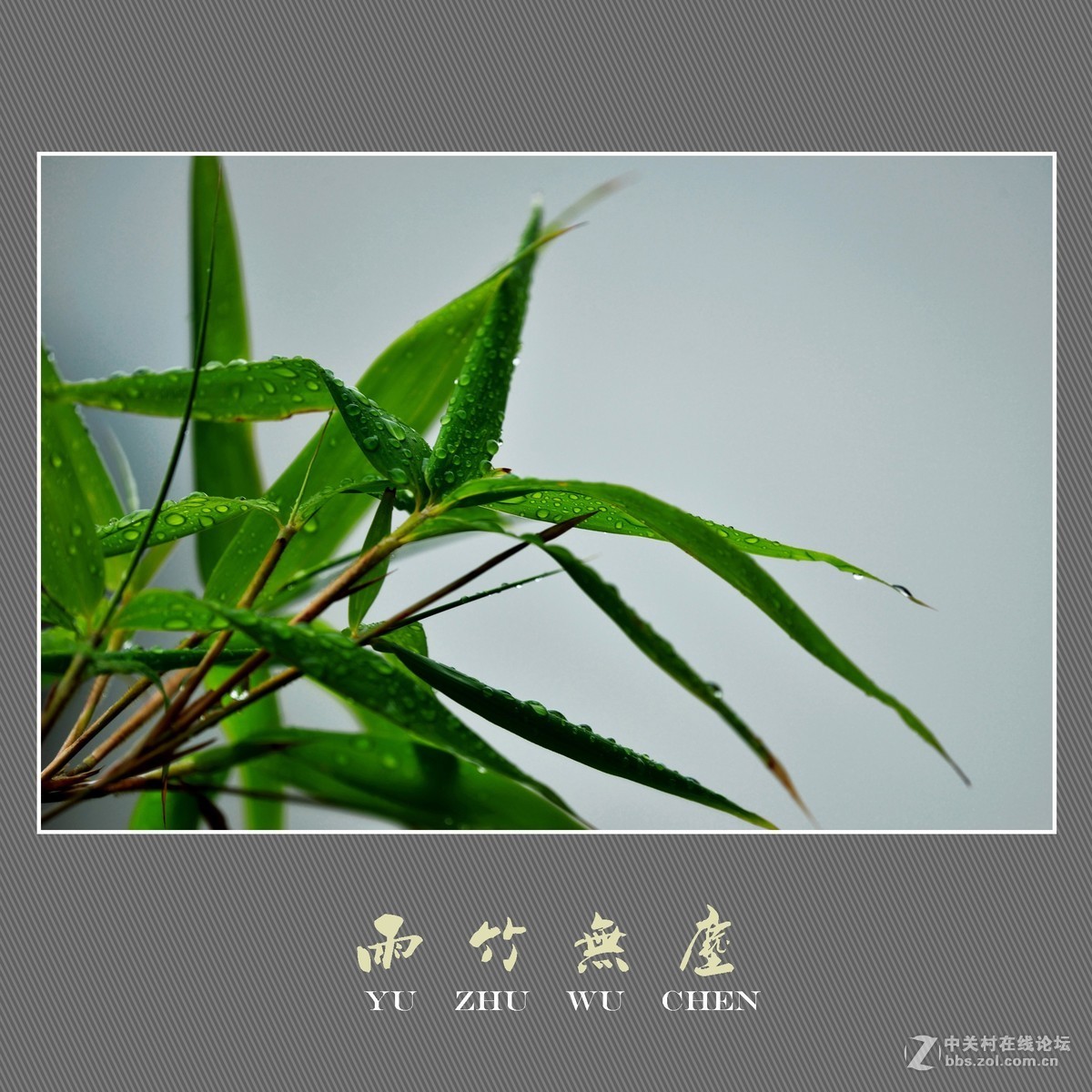 雨竹无尘 （尼康D800配300mm镜头）