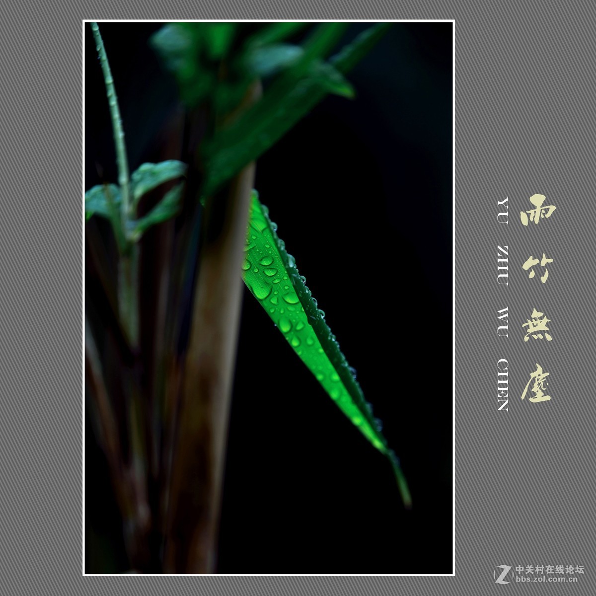 雨竹无尘 （尼康D800配300mm镜头）