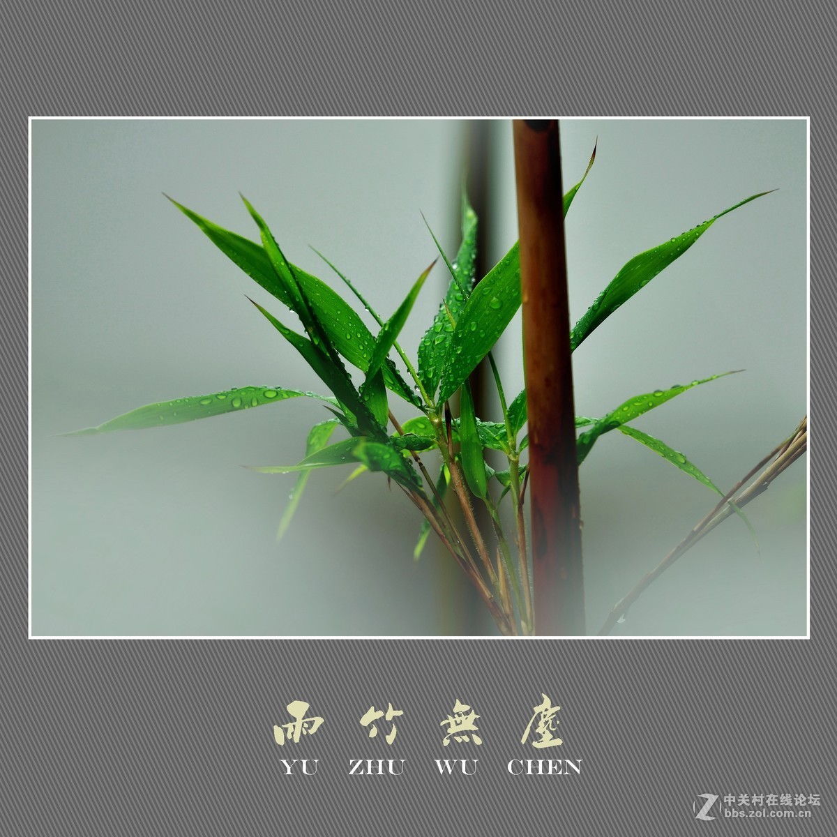 雨竹无尘 （尼康D800配300mm镜头）