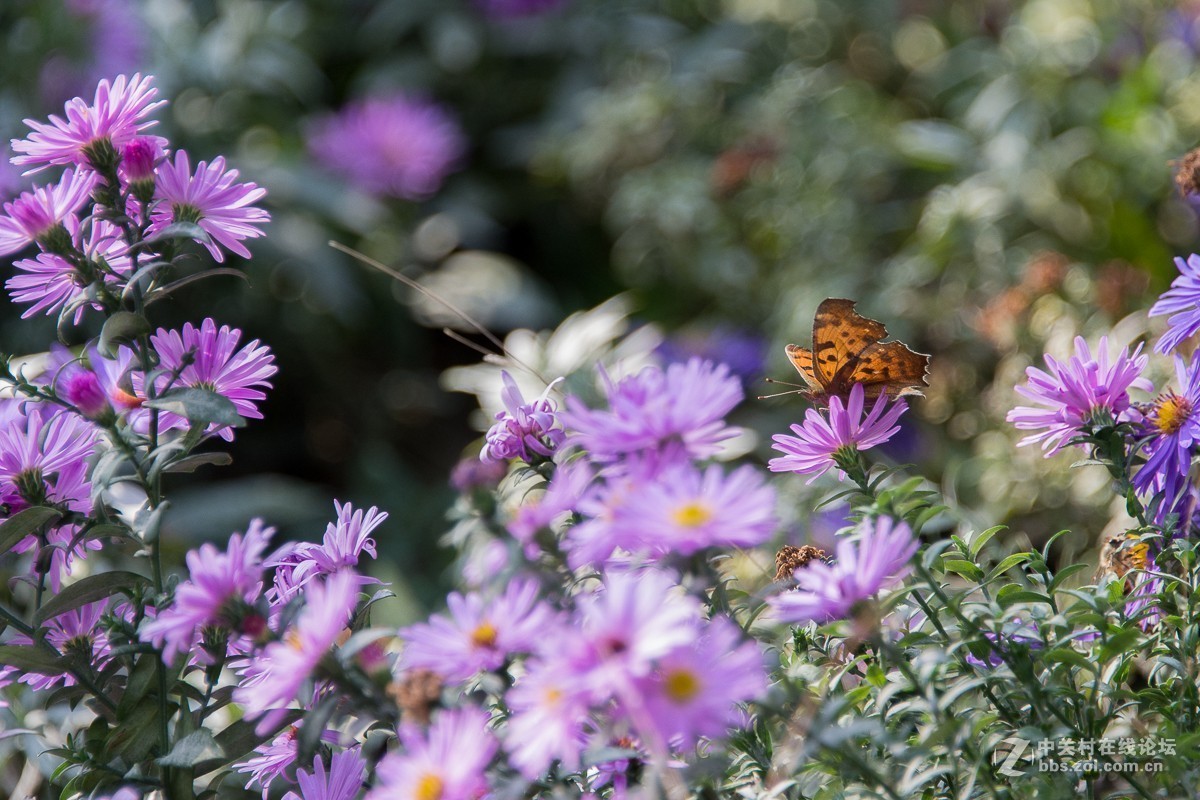 D7200+尼康28—300NEF转JPEG（无后期）