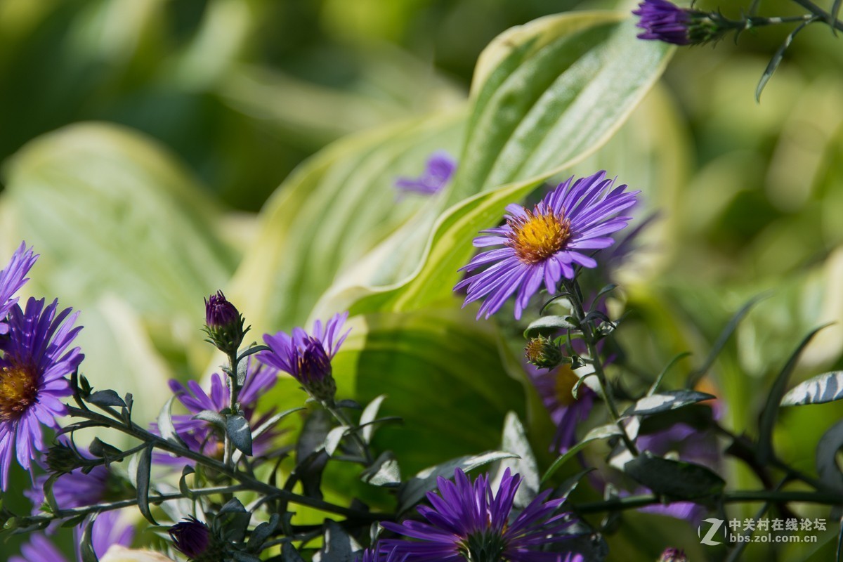 D7200+尼康28—300NEF转JPEG（无后期）