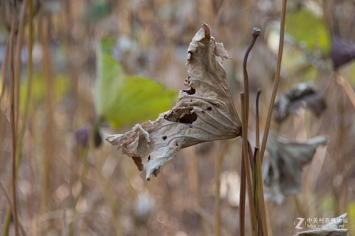 D7200+尼康28—300NEF转JPEG（无后期）