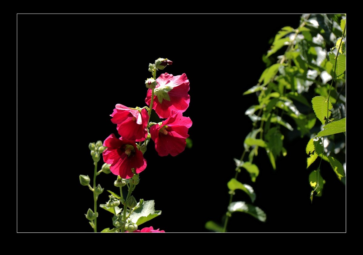 蜀葵花黑背