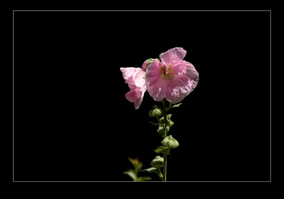 蜀葵花黑背