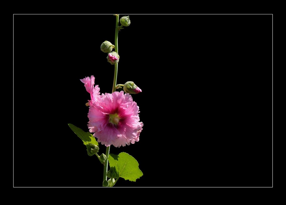 蜀葵花黑背