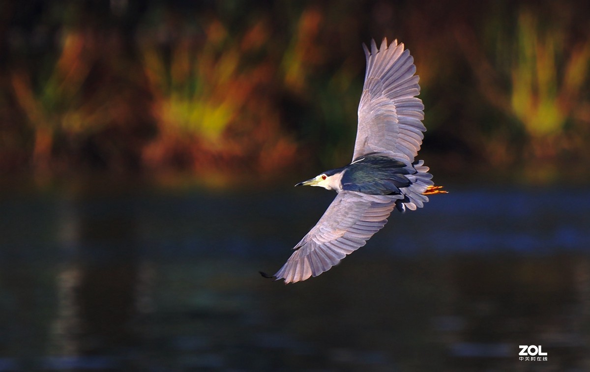 一组鸟片（感受90D的轻便快捷，镜头佳能二代400F4）