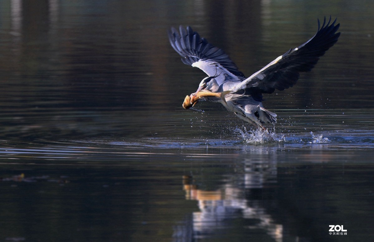 一组鸟片（感受90D的轻便快捷，镜头佳能二代400F4）
