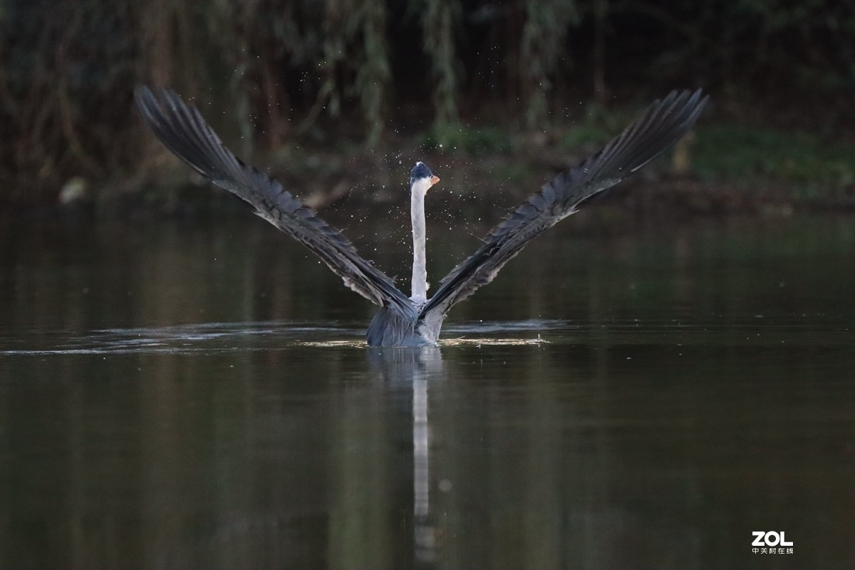一组鸟片（感受90D的轻便快捷，镜头佳能二代400F4）