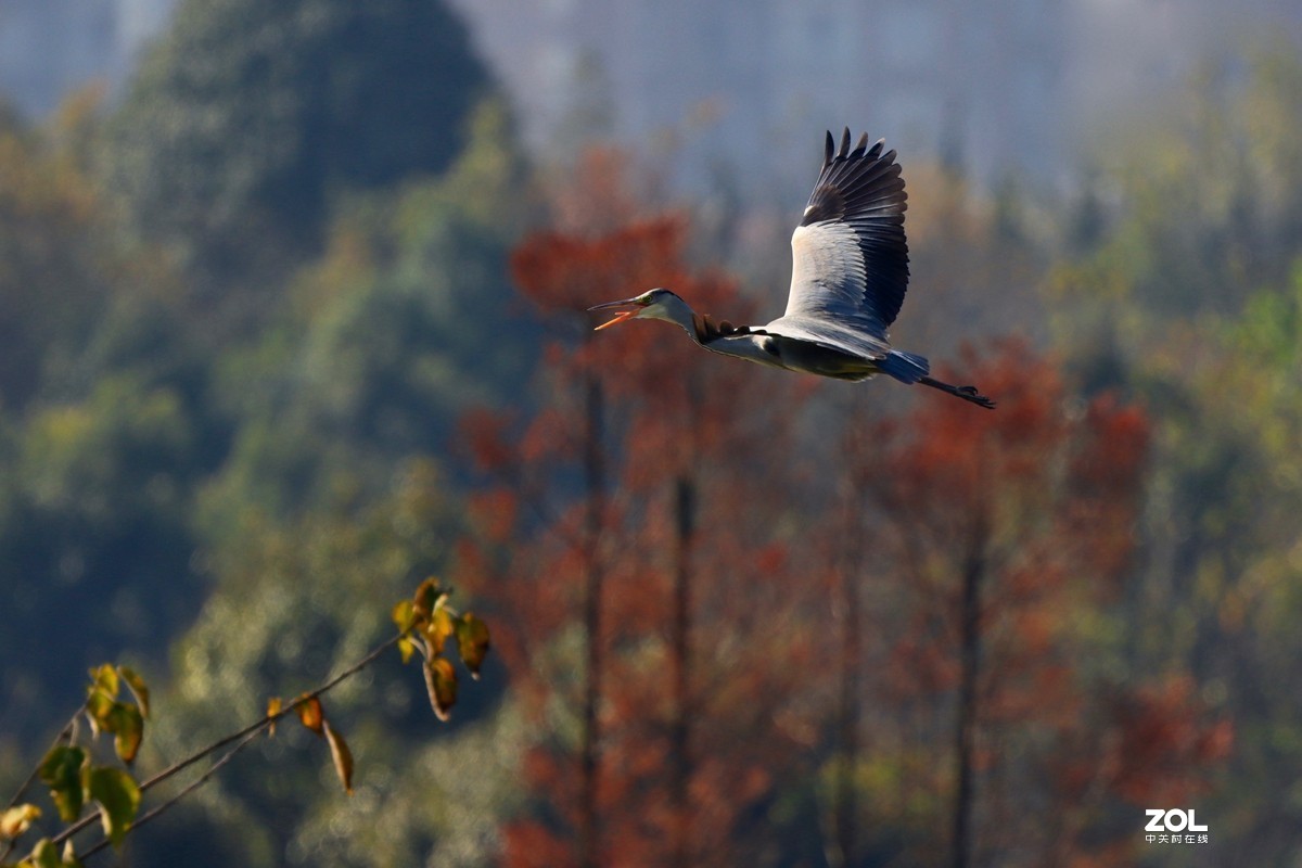 一组鸟片（感受90D的轻便快捷，镜头佳能二代400F4）
