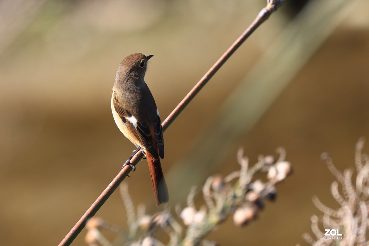 一组鸟片（感受90D的轻便快捷，镜头佳能二代400F4）