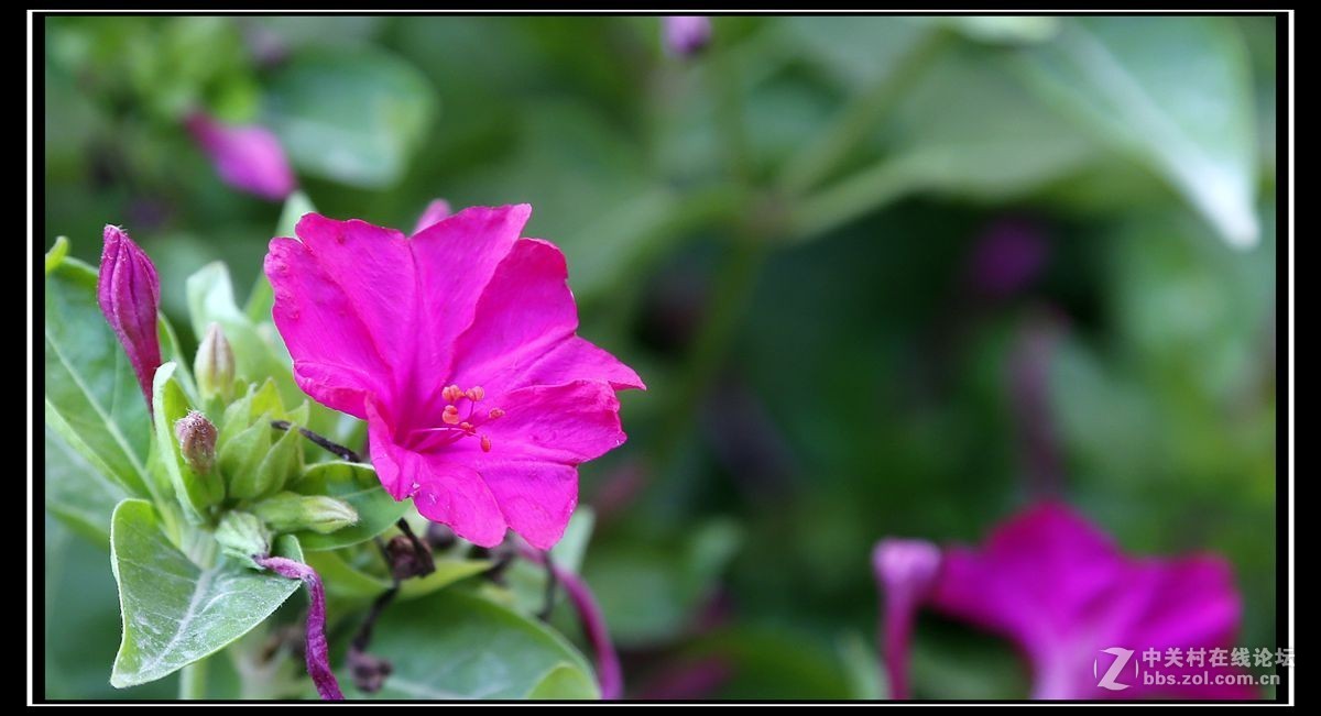 #版主坐堂#  2015年8月《佳能EF 24-105mm f/4L  IS USM镜头》星空(中国)优秀作品选编