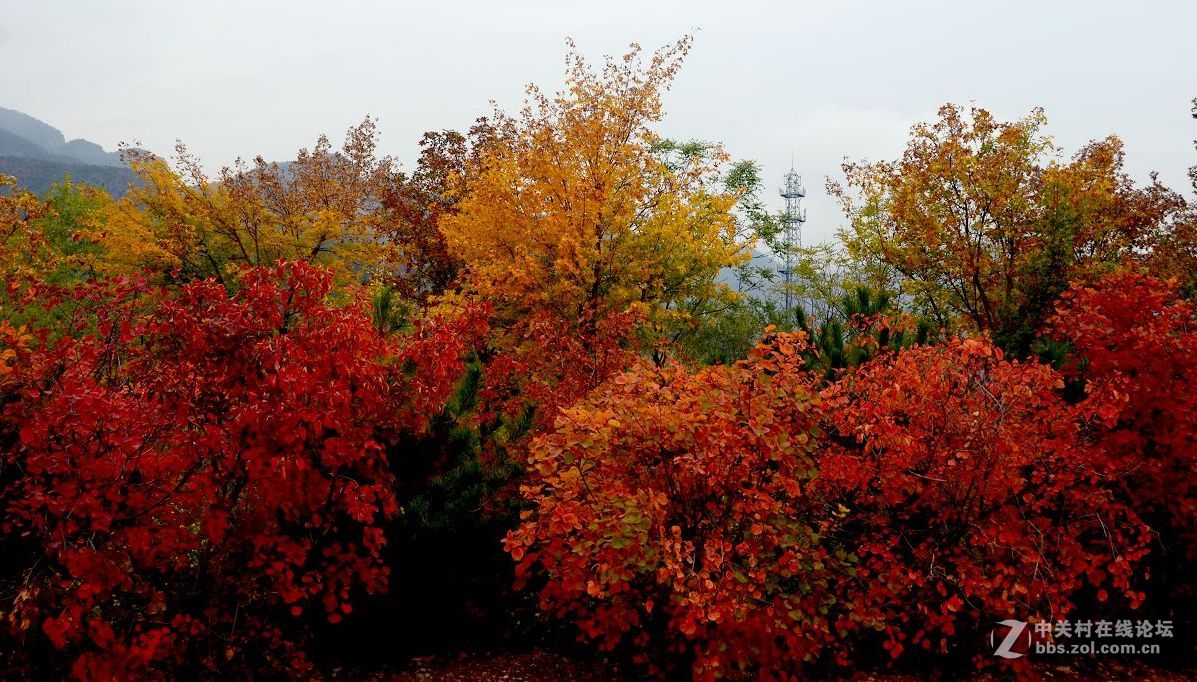 红叶风景片------.
