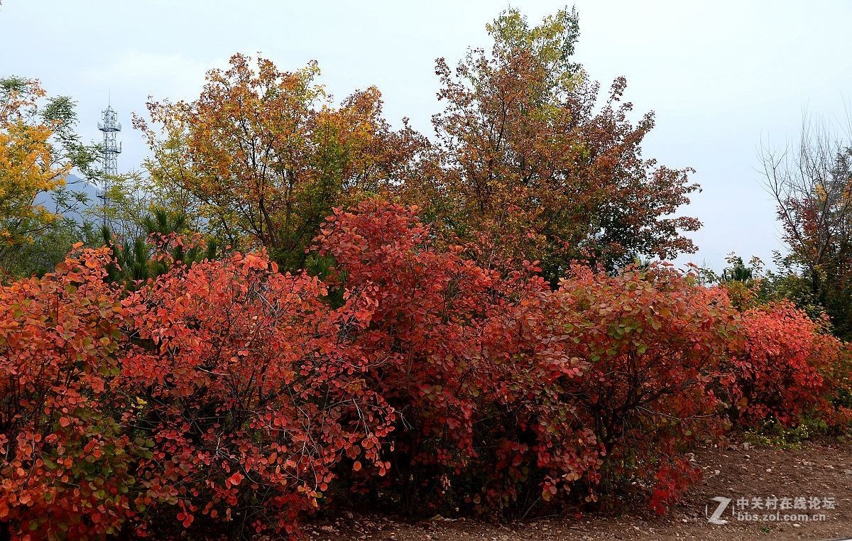 红叶风景片------.