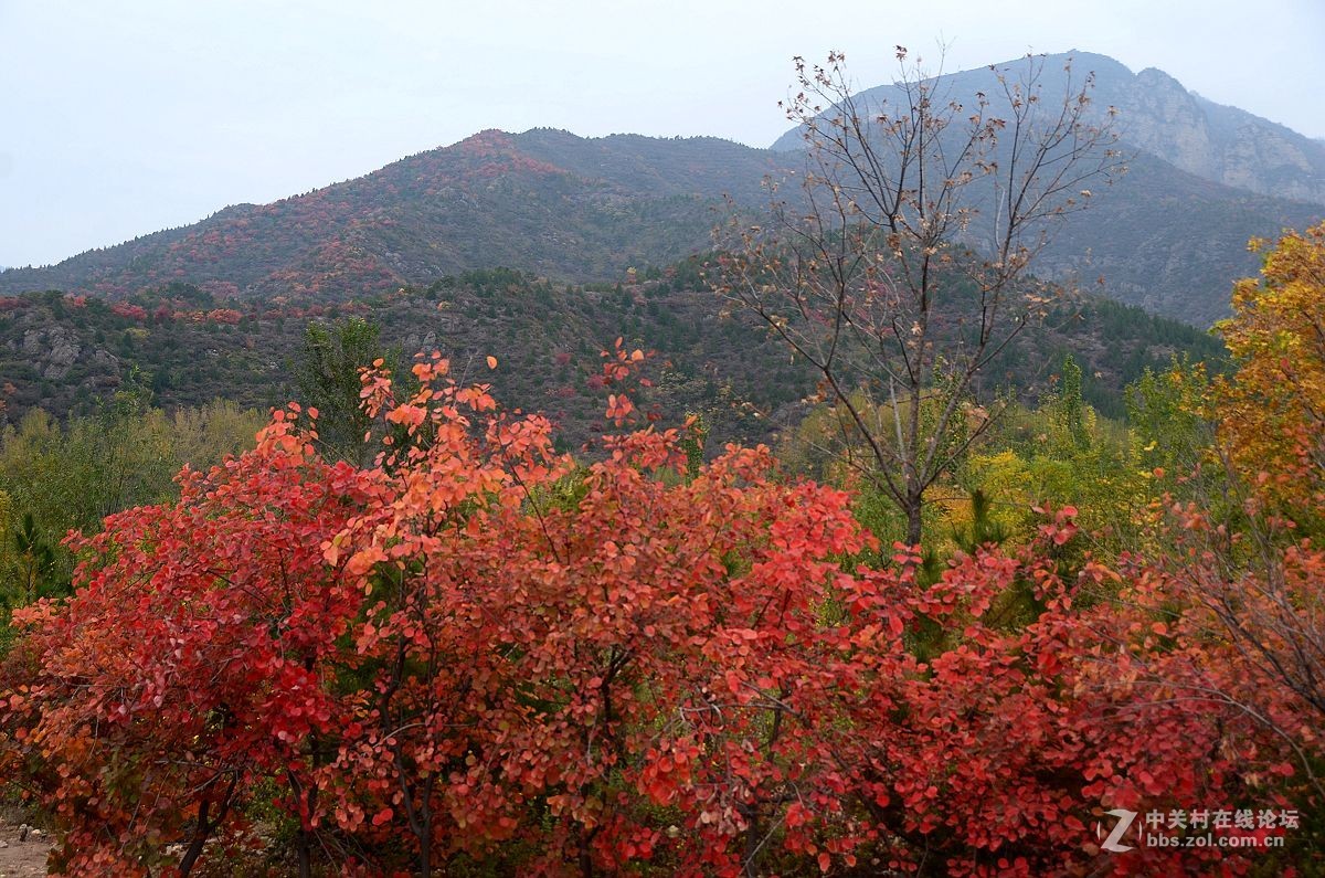 红叶风景片------.