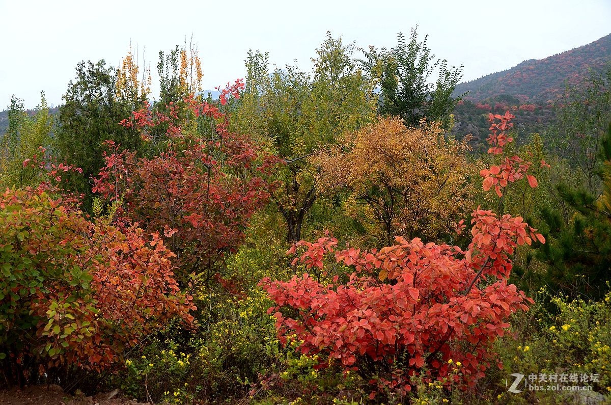 红叶风景片------.