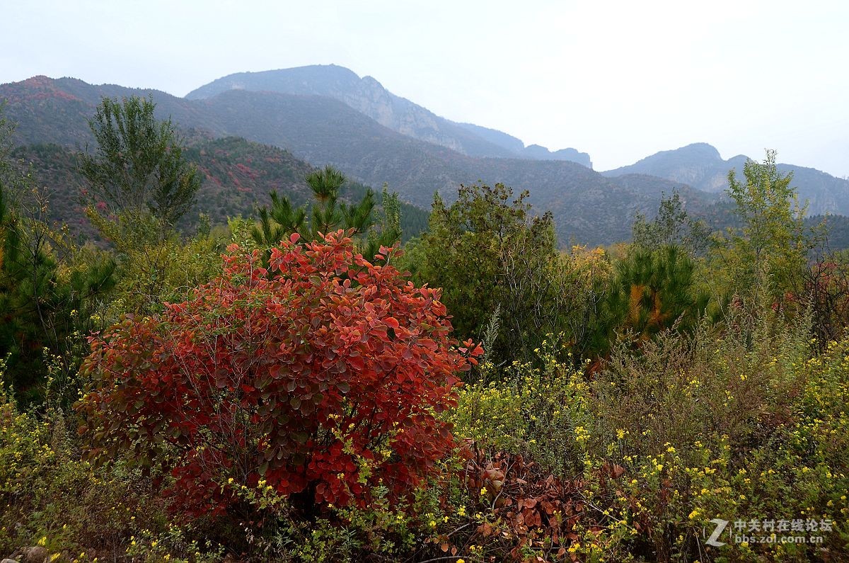 红叶风景片------.
