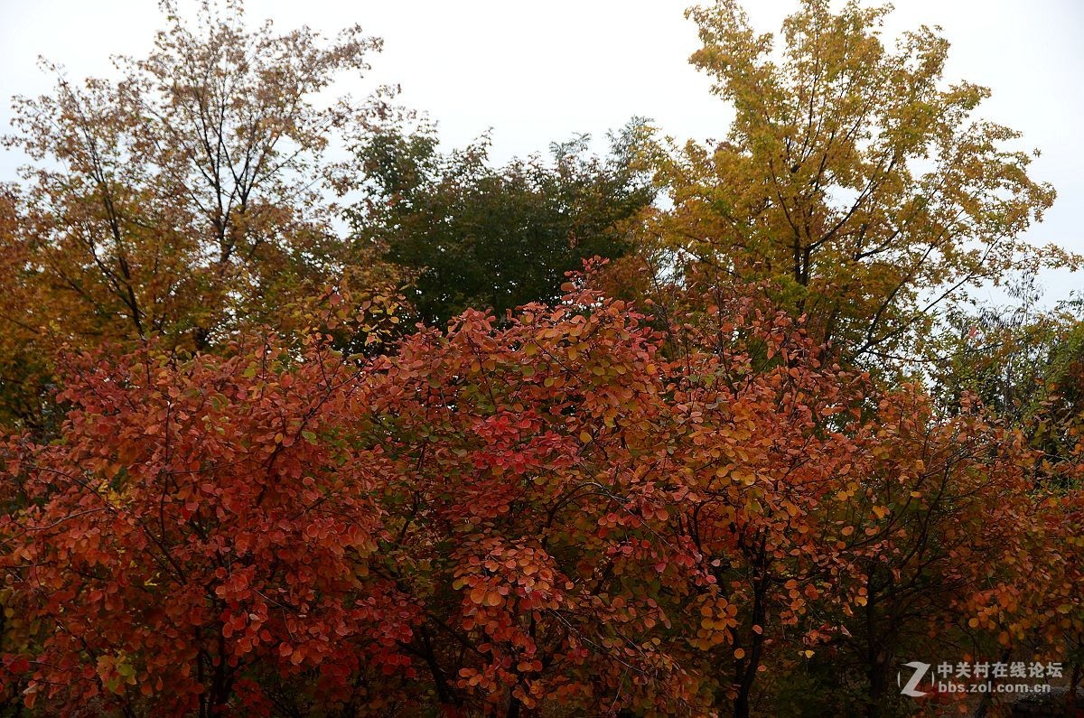 红叶风景片------.