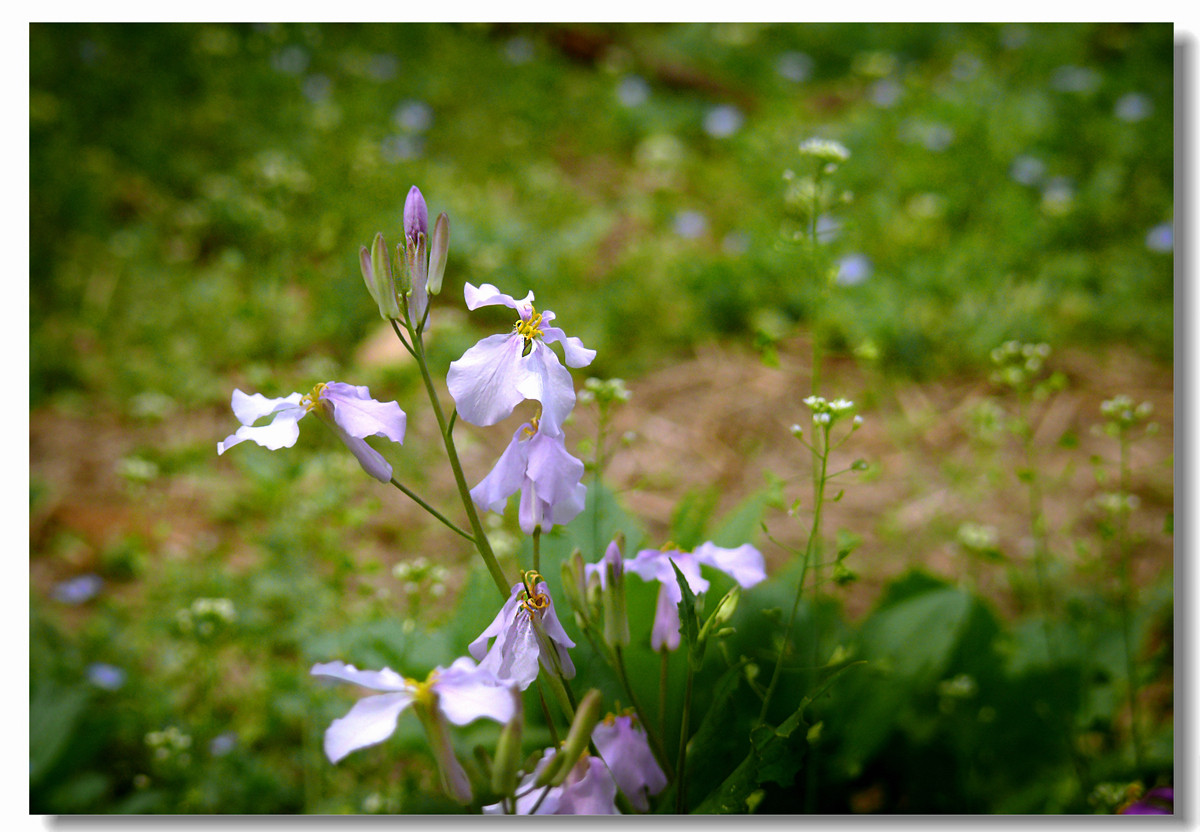 虽无红颜富贵色  却有梅兰幽幽情