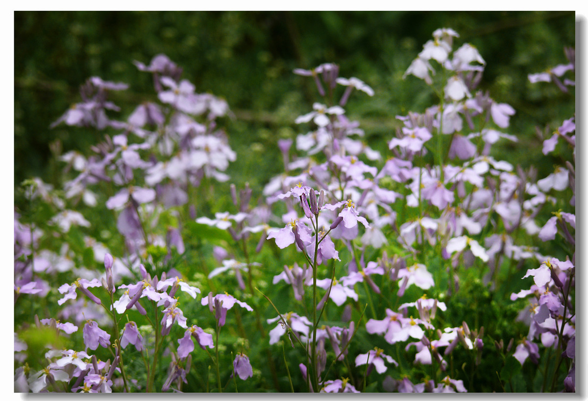 虽无红颜富贵色  却有梅兰幽幽情